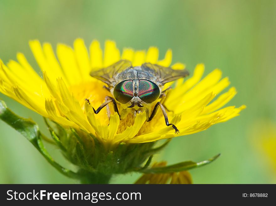 Gadfly on dandelion