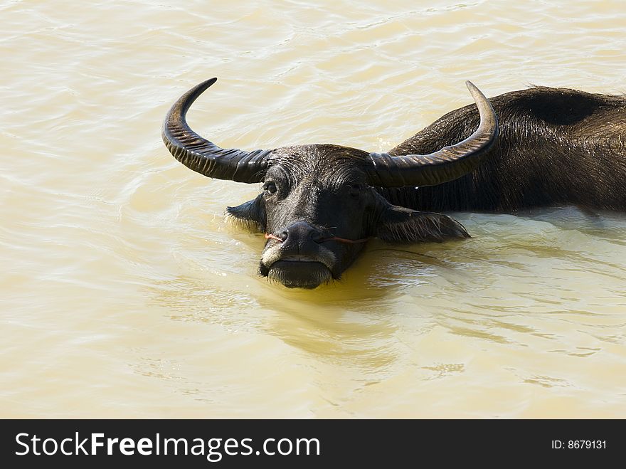 A looking waterbuffalo in the water