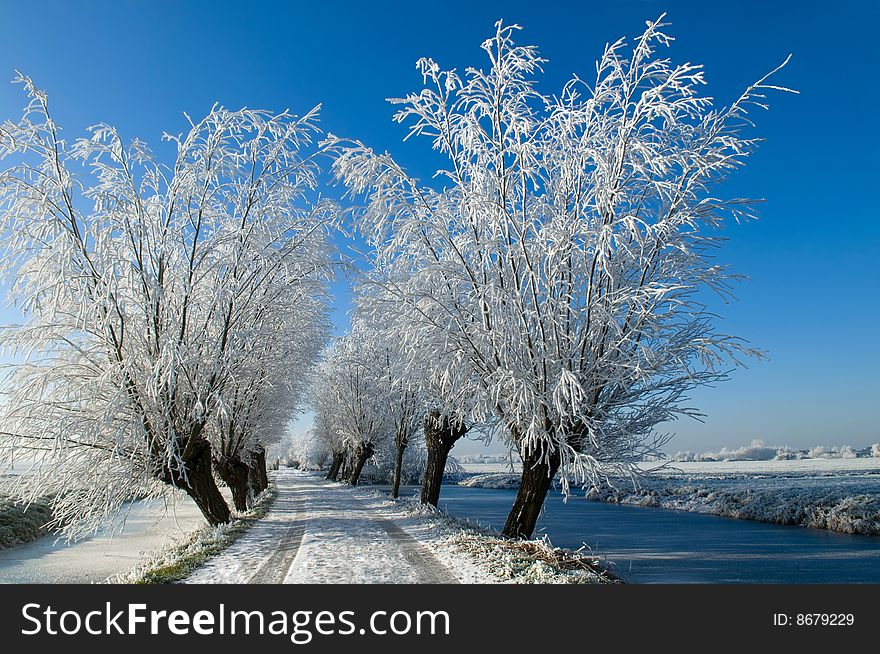 A frozen lane with hoarfrost on the willow-trees