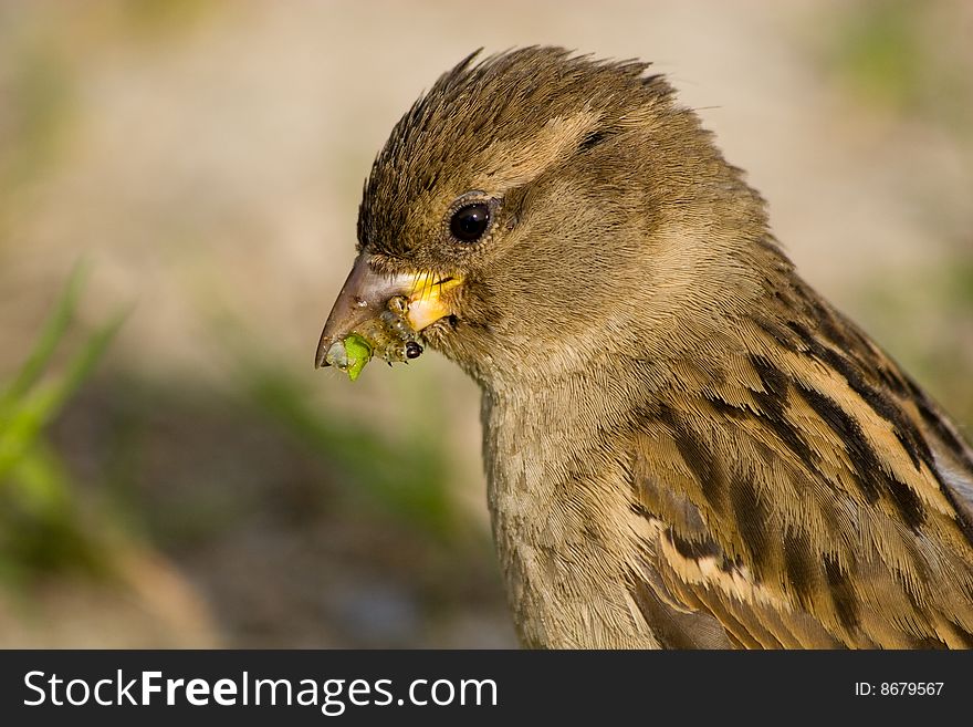 House Sparrow has caught insects for baby birds. House Sparrow has caught insects for baby birds.