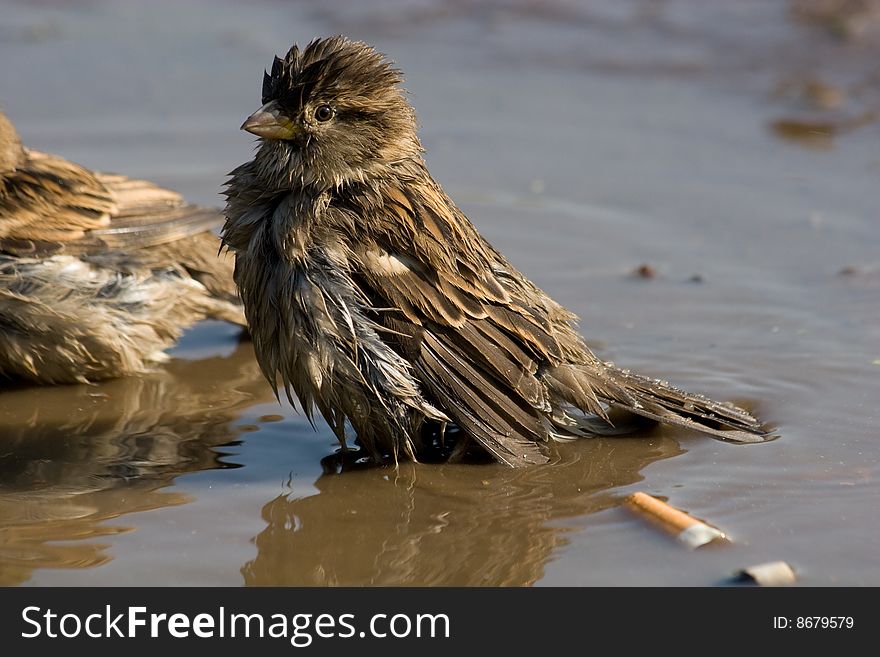 House Sparrow (Passer Domesticus)