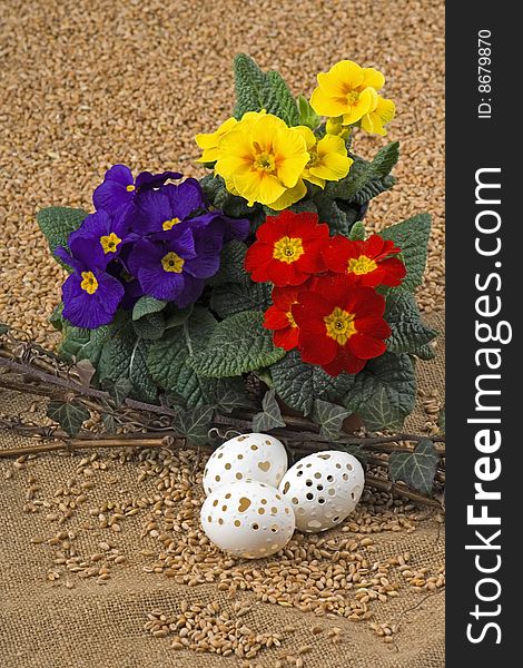Easter retirement with variance coloured primrose and Easter egg. Easter retirement with variance coloured primrose and Easter egg.