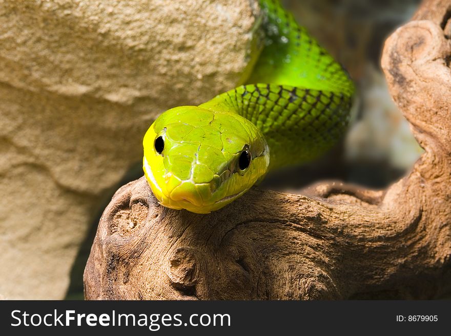 Red Tailed Racer (Gonyosoma oxycephala) - detail of head