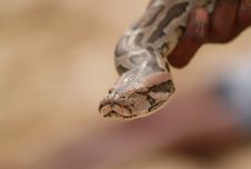 Hand Holding Snake Head Stock Photography Hand Holding Snake Head Stock Photography