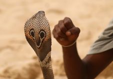 Snake Head And Human Fist Stock Photos Snake Head And Human Fist Stock Photos