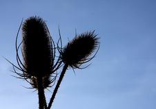 Dried Wild Thistles Stock Photos Dried Wild Thistles Stock Photos