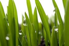 Grass And Dew Royalty Free Stock Photos