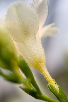 Lily With Water Drops Royalty Free Stock Images