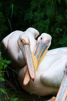 Two Pelicans Stock Image Two Pelicans Stock Image
