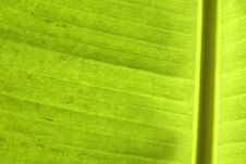 Closeup Of Banana Palm Leaf Royalty Free Stock Photo
