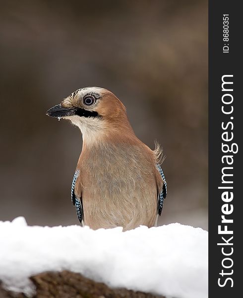 Winter bird jay (garrulus glandarius)