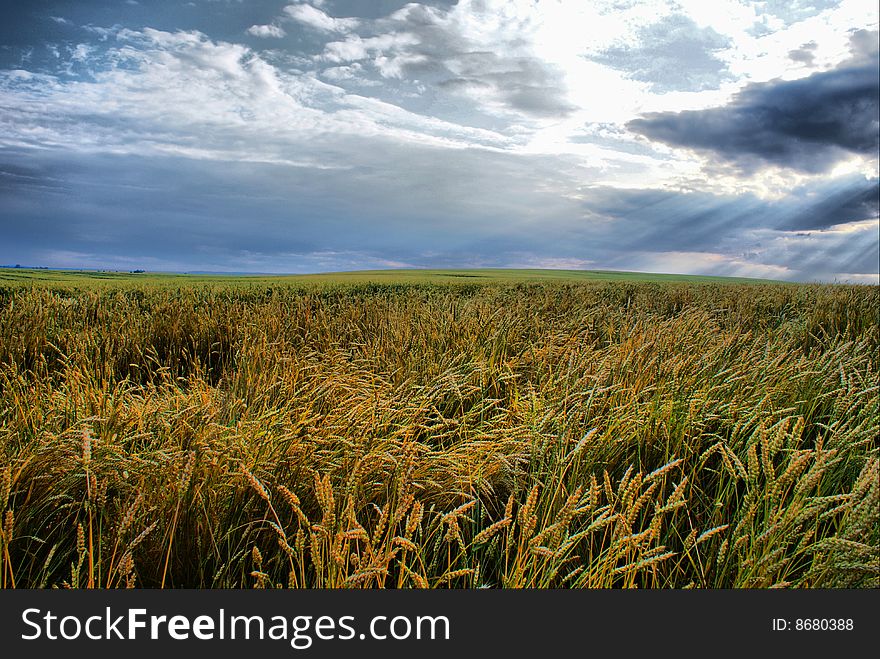 Wheat field after a rain with a thunderstorm