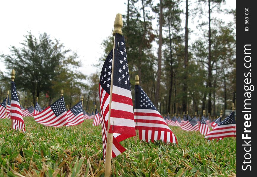 Scores of American Flags Waving Proudly for Veteran's Day