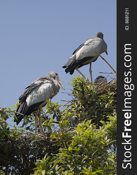 Open bill storks standing in the nest