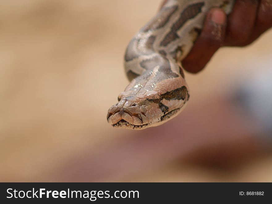 Hand holding snake head in Sri Lanka