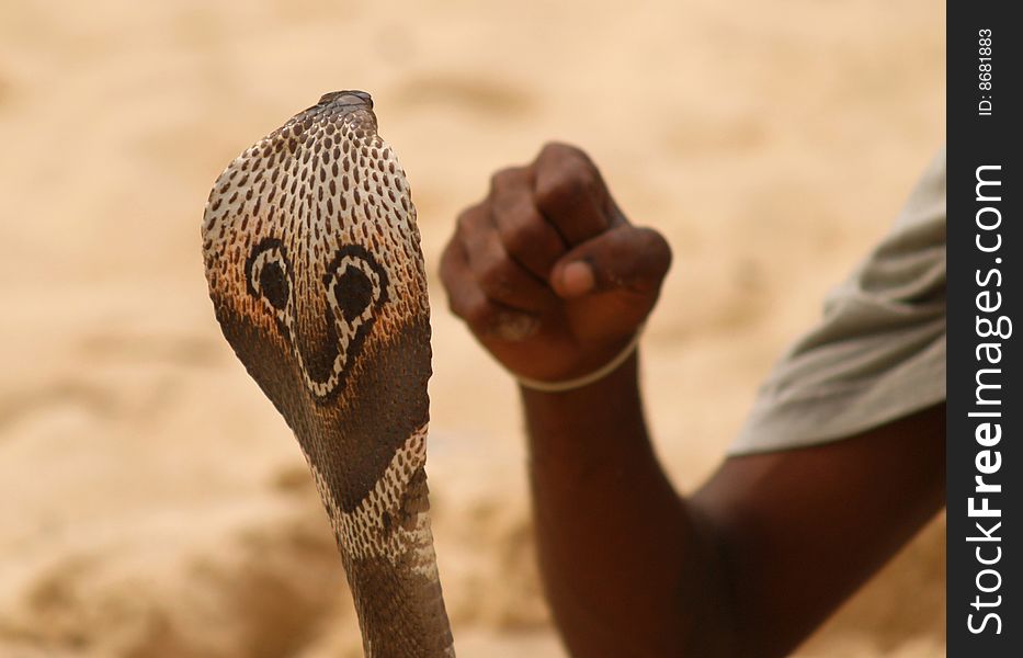 Snake head and human fist in Sri Lanka