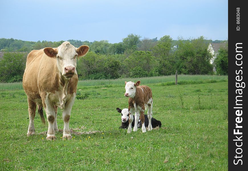 Cow with two calf in a field. Cow with two calf in a field