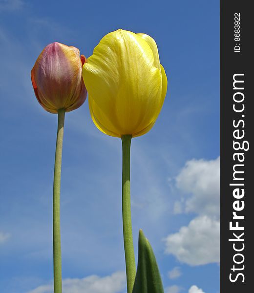 Two tulips against blue sky with clouds