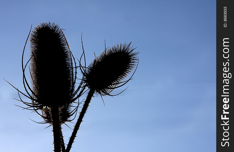 Dried wild thistles