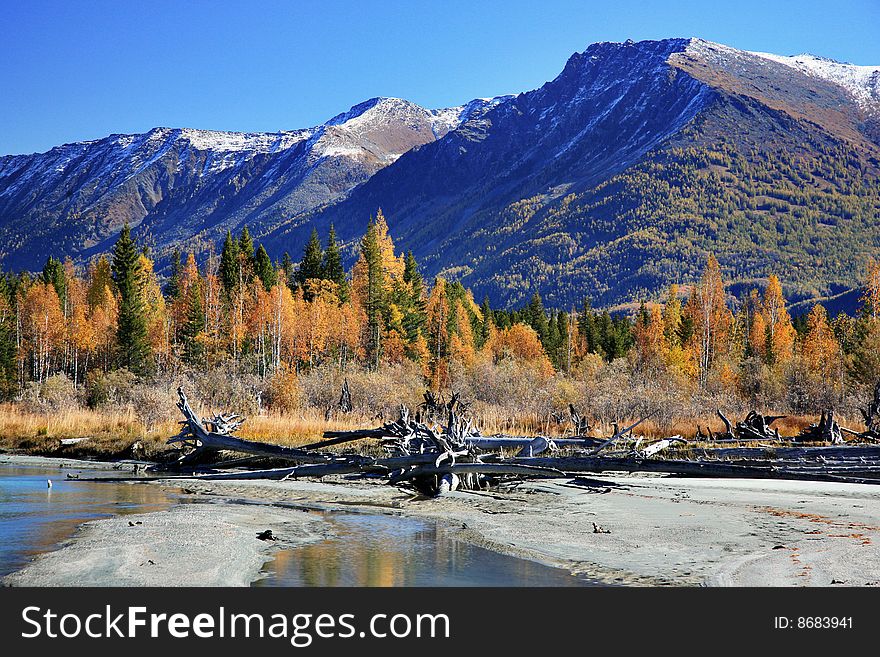 Forest with mountain and rivers,xinjiang,china. Forest with mountain and rivers,xinjiang,china