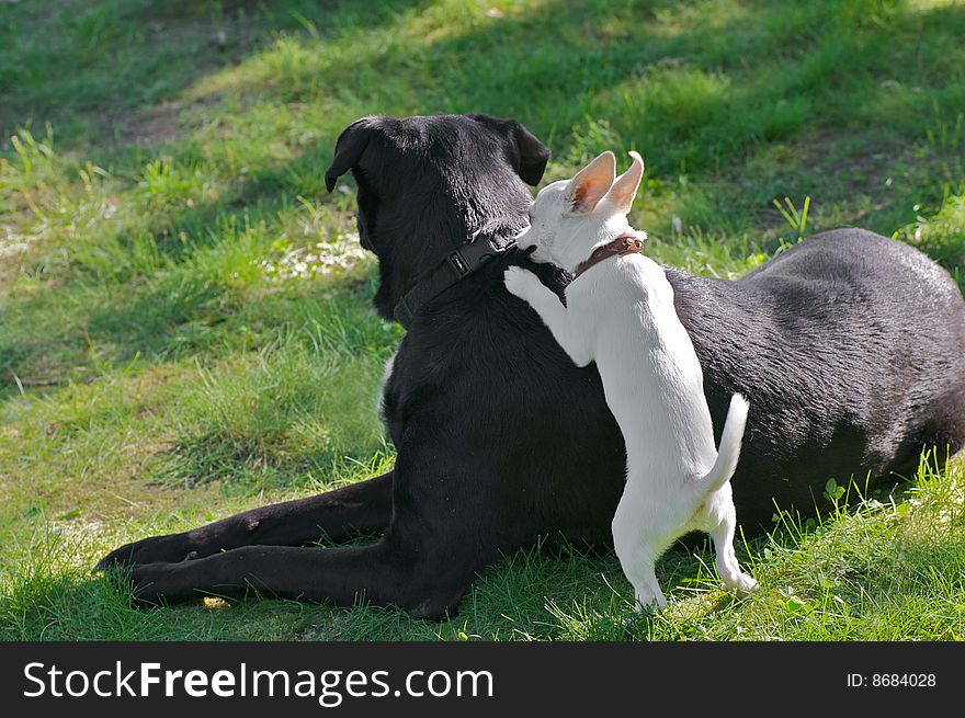 Small white dog hiding behind large black dog. Small white dog hiding behind large black dog