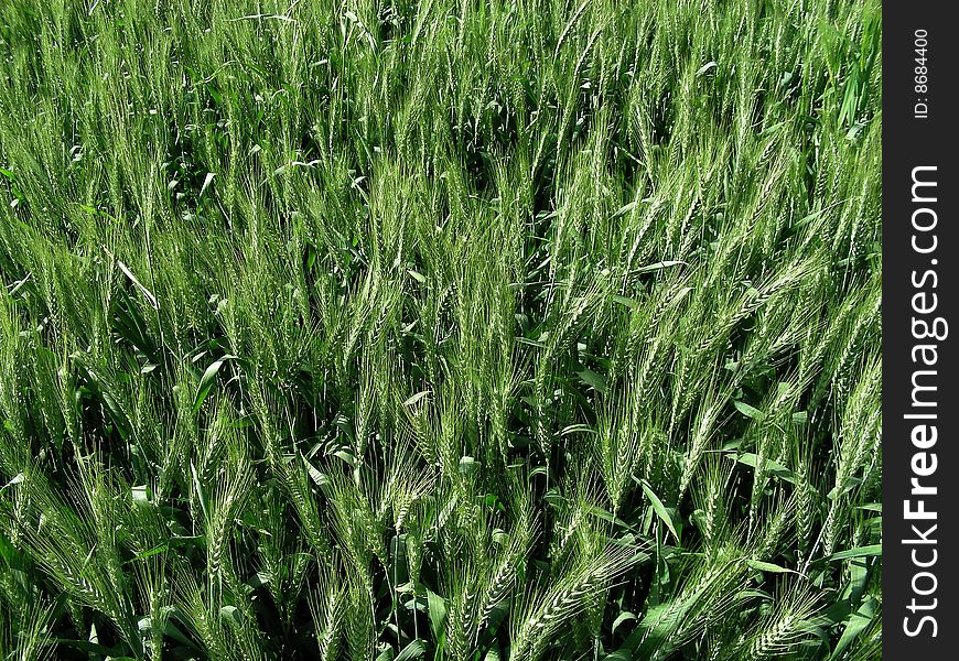 A field full of green wheat waving in the breeze.