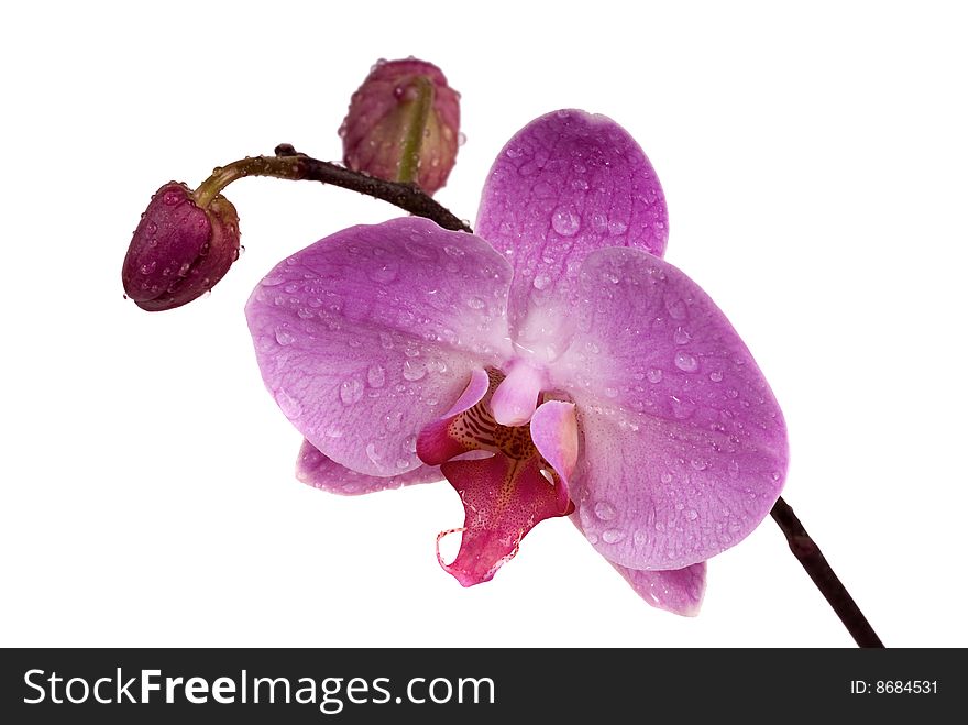 Orchid with dew drops on white background. Orchid with dew drops on white background