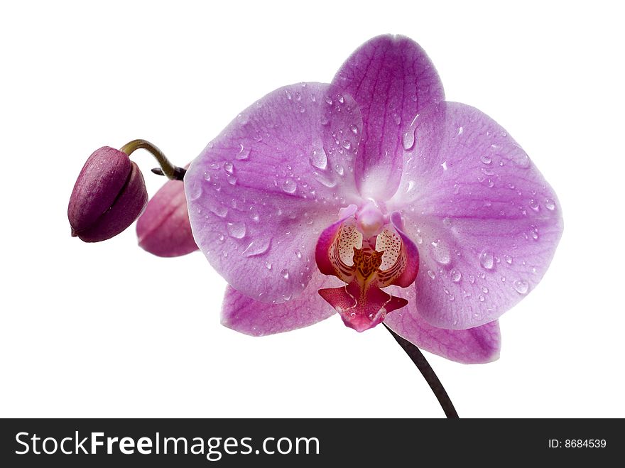 Pink orchid with dew drops on white background. Pink orchid with dew drops on white background