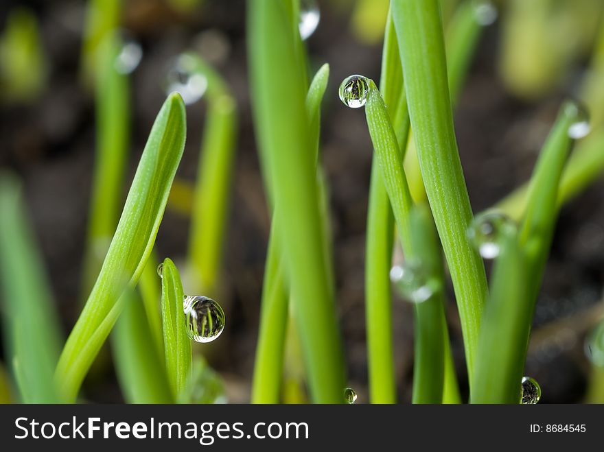 Green grass with large dew drops. Green grass with large dew drops
