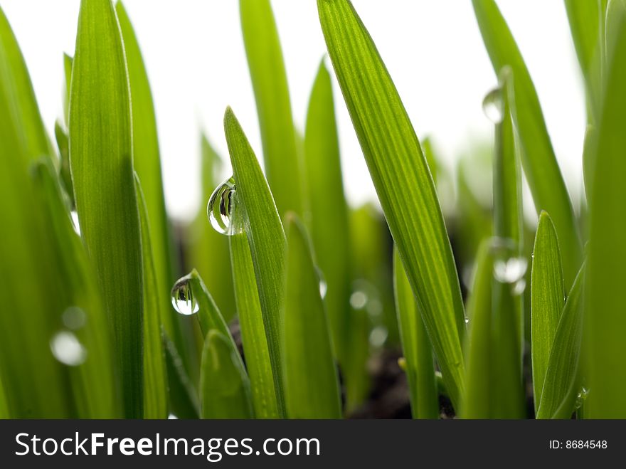 Green grass with large dew drops. Green grass with large dew drops