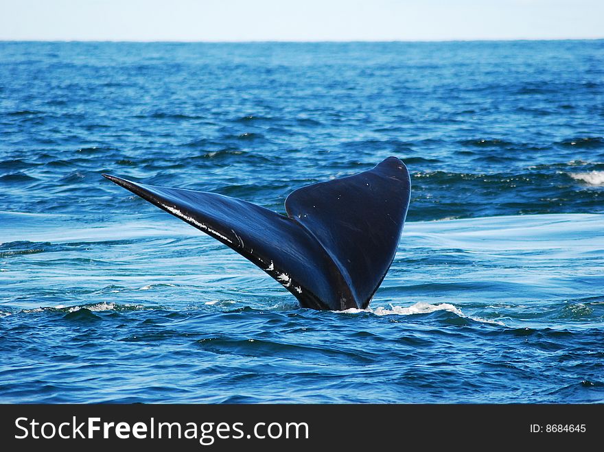 Rightwhale tail