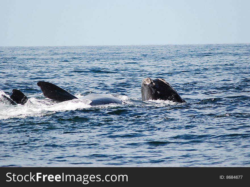 The courtship ritual of the rightwhale. The courtship ritual of the rightwhale