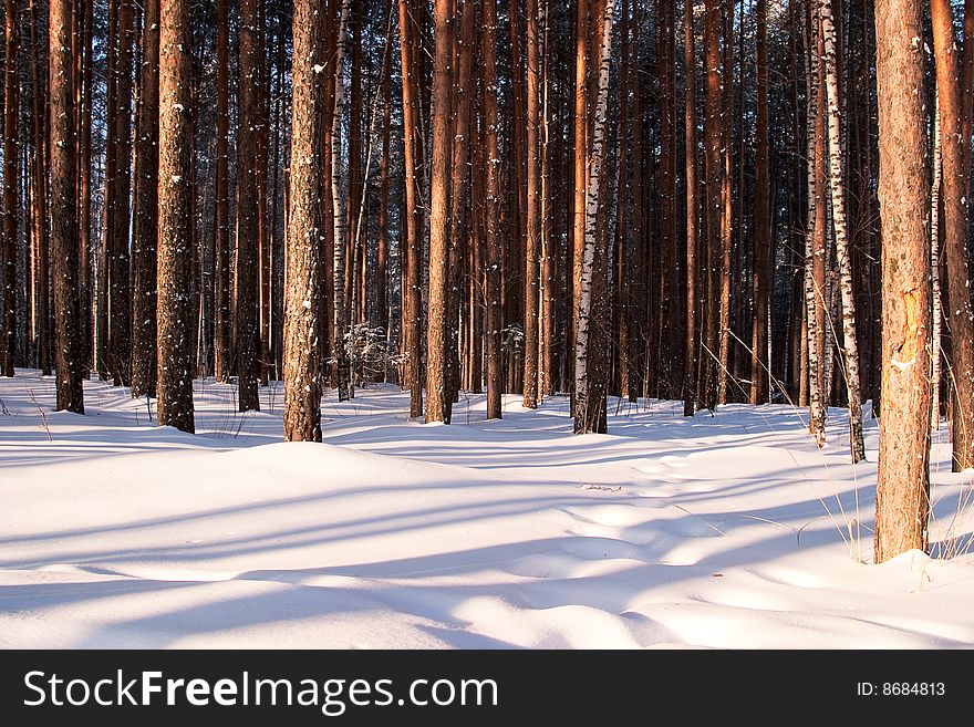 Winter pine forest as background. Morning low light. Winter pine forest as background. Morning low light.