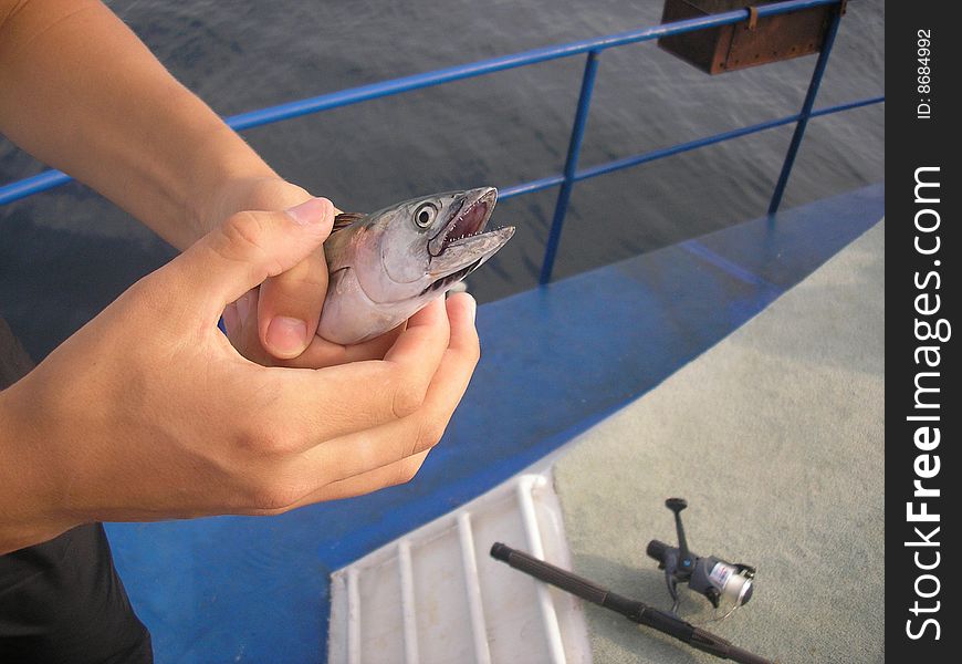 The caught fish on fishing. Sochi, a yacht.