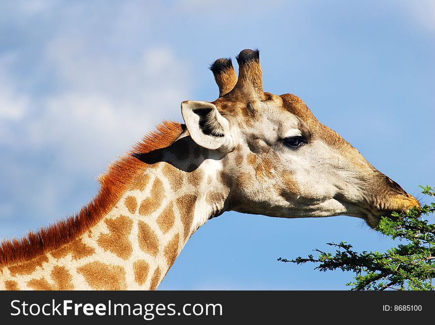 A Mature girraffe eating leaves. A Mature girraffe eating leaves