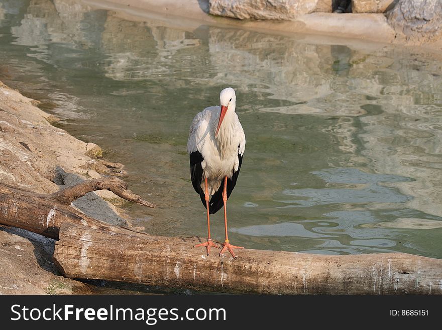 A stork on a tree on the water