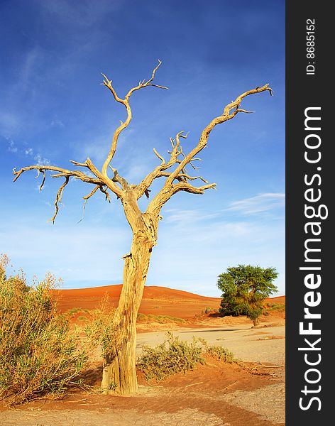 An old tree at Sossusvlei with dunes in the background. An old tree at Sossusvlei with dunes in the background