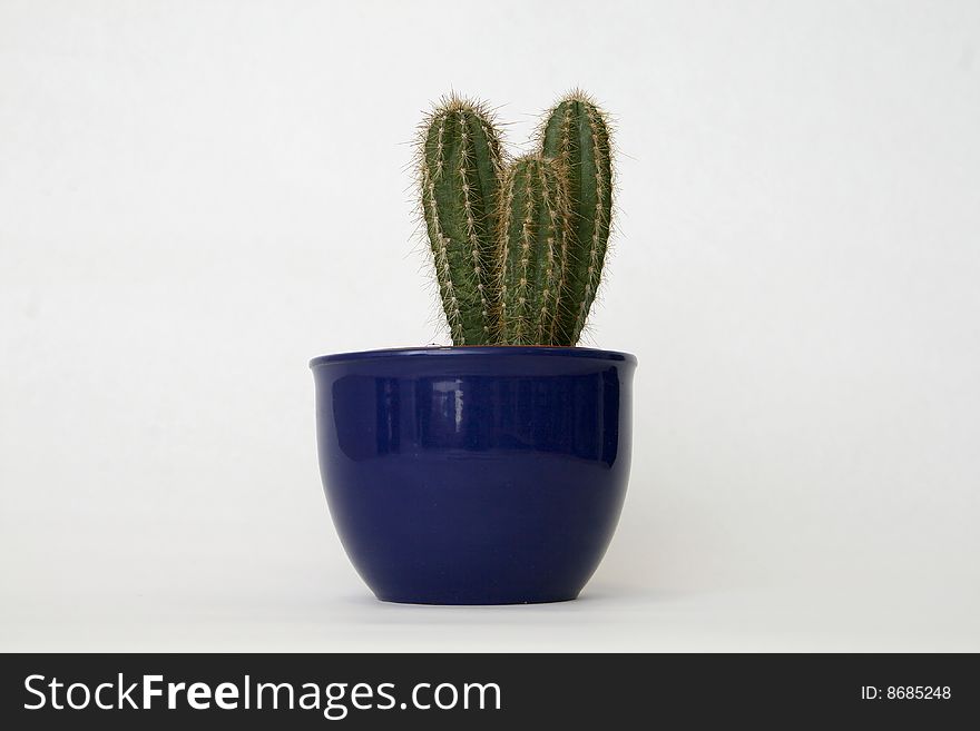 Green cactus in the blue tub isolated on white background; In nature to be found in Mexico, Texas and Oklahoma. Green cactus in the blue tub isolated on white background; In nature to be found in Mexico, Texas and Oklahoma