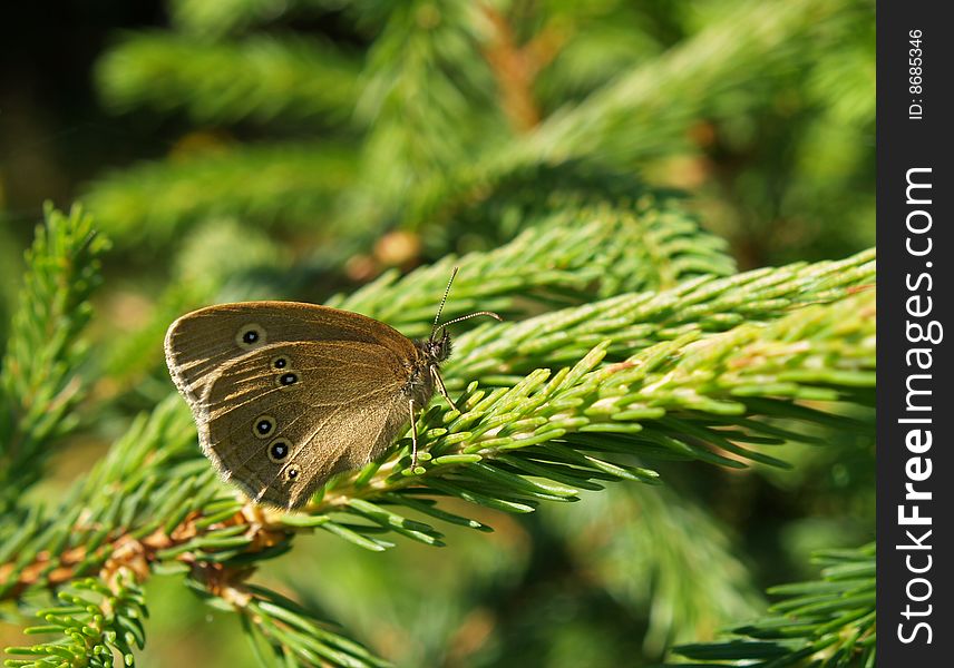 Ringlet butterfly sitting on spruce branch