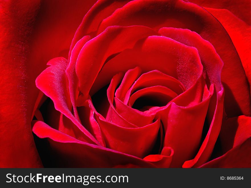 Closeup of a red rose. Closeup of a red rose
