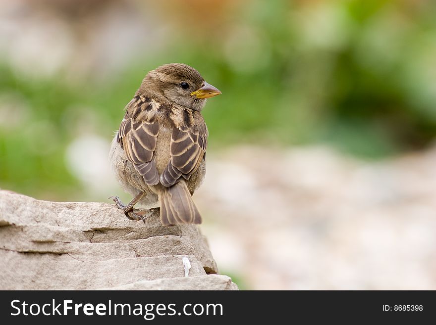 The pretty young sparrow sits on a stone. The pretty young sparrow sits on a stone.