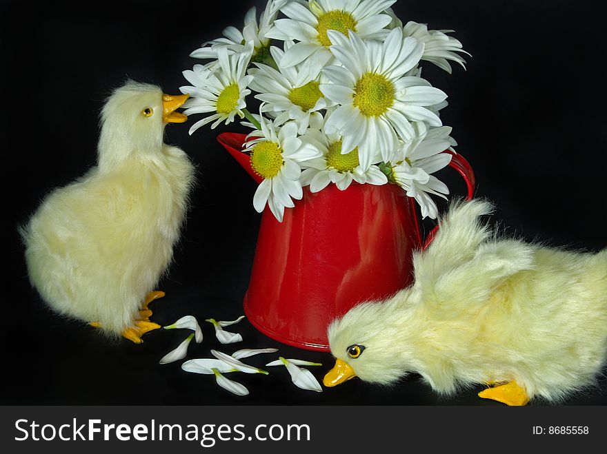 Pair of duckling with daisy bouquet. Pair of duckling with daisy bouquet.