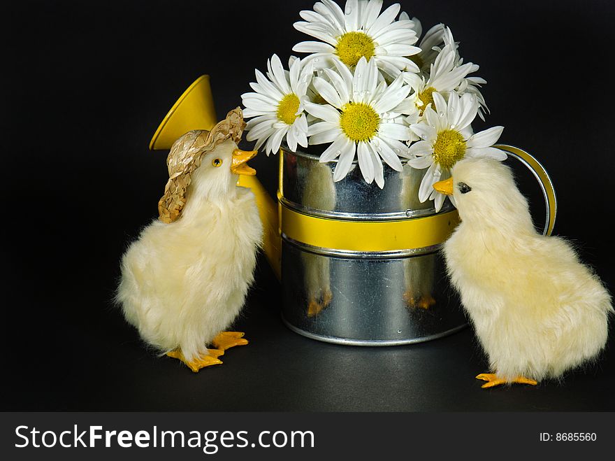 Ducklings with bouquet of daisies. Ducklings with bouquet of daisies.