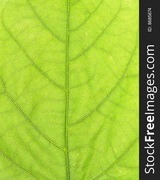 Green background with detailed texture leaf