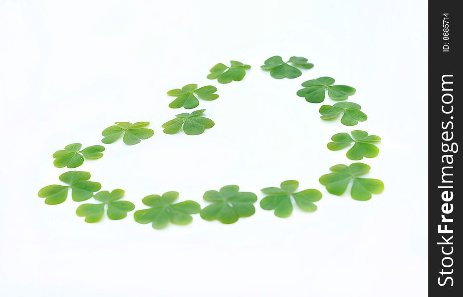 White background of fresh clover leafs