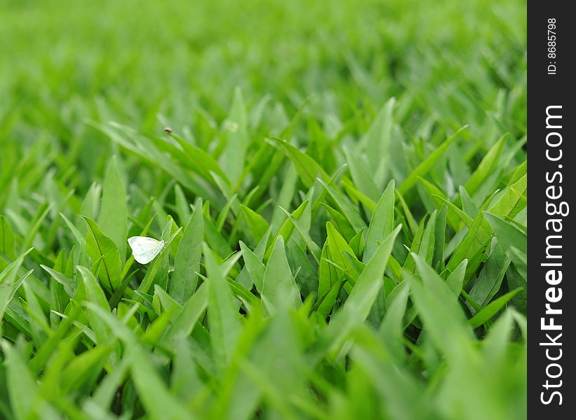 Lush Leaves