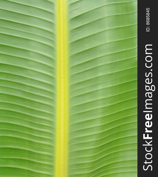 Close-ups, green banana leaf background