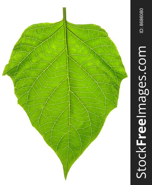 Leaf isolated on white background