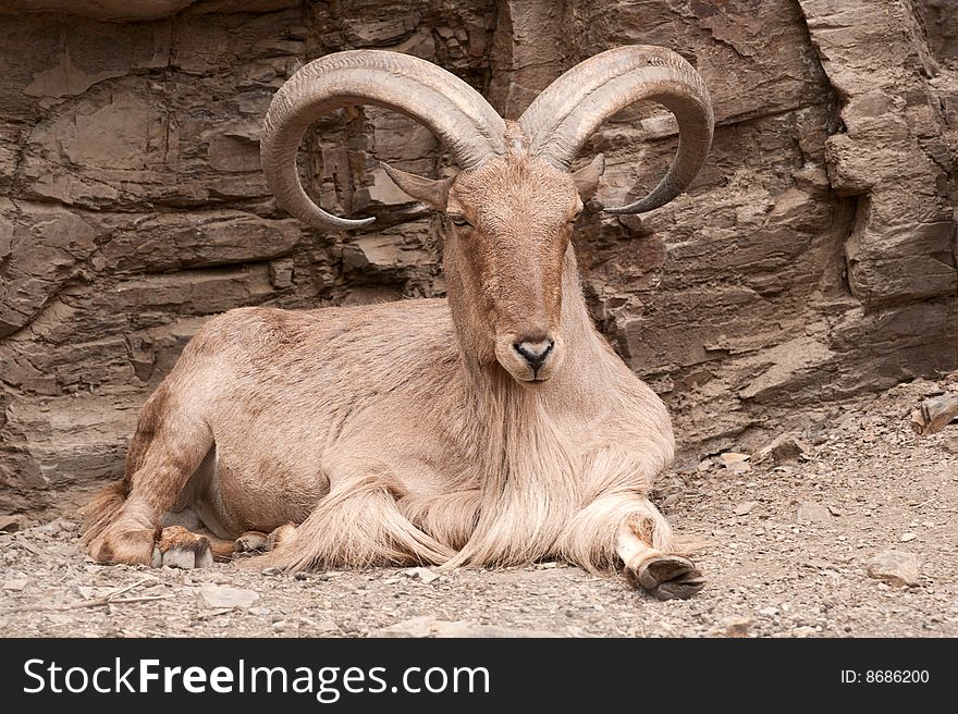 Brown goat lying on sand near rock.