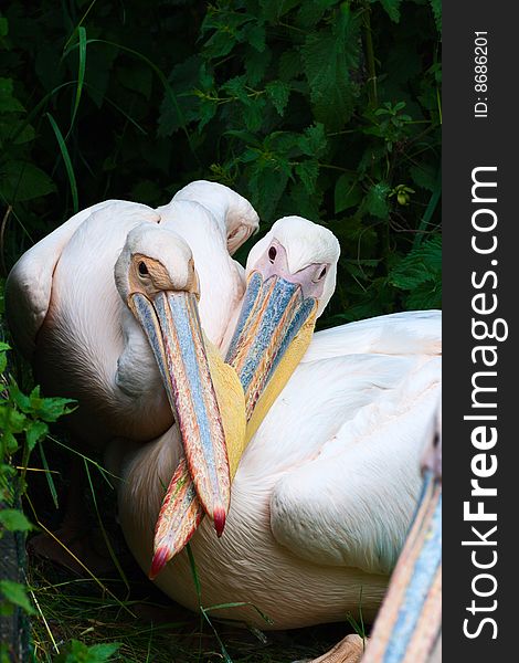 Two light-pink pelicans on dark background. Long crossed beaks. Two light-pink pelicans on dark background. Long crossed beaks.